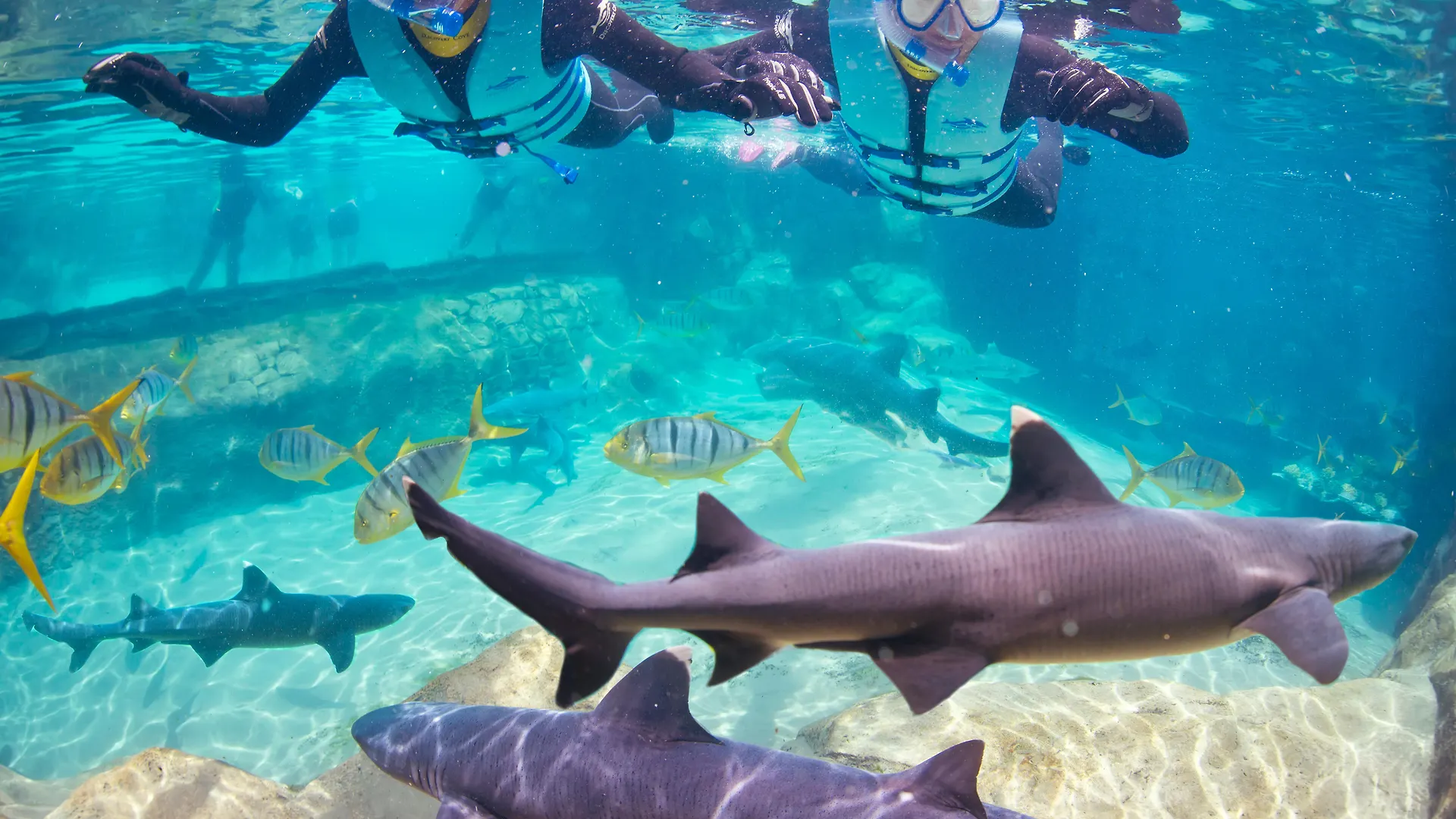 Staybridge Orlando At Seaworld By Ihg - Free Parking & Shuttle To Seaworld Parks Ξενοδοχείο Williamsburg