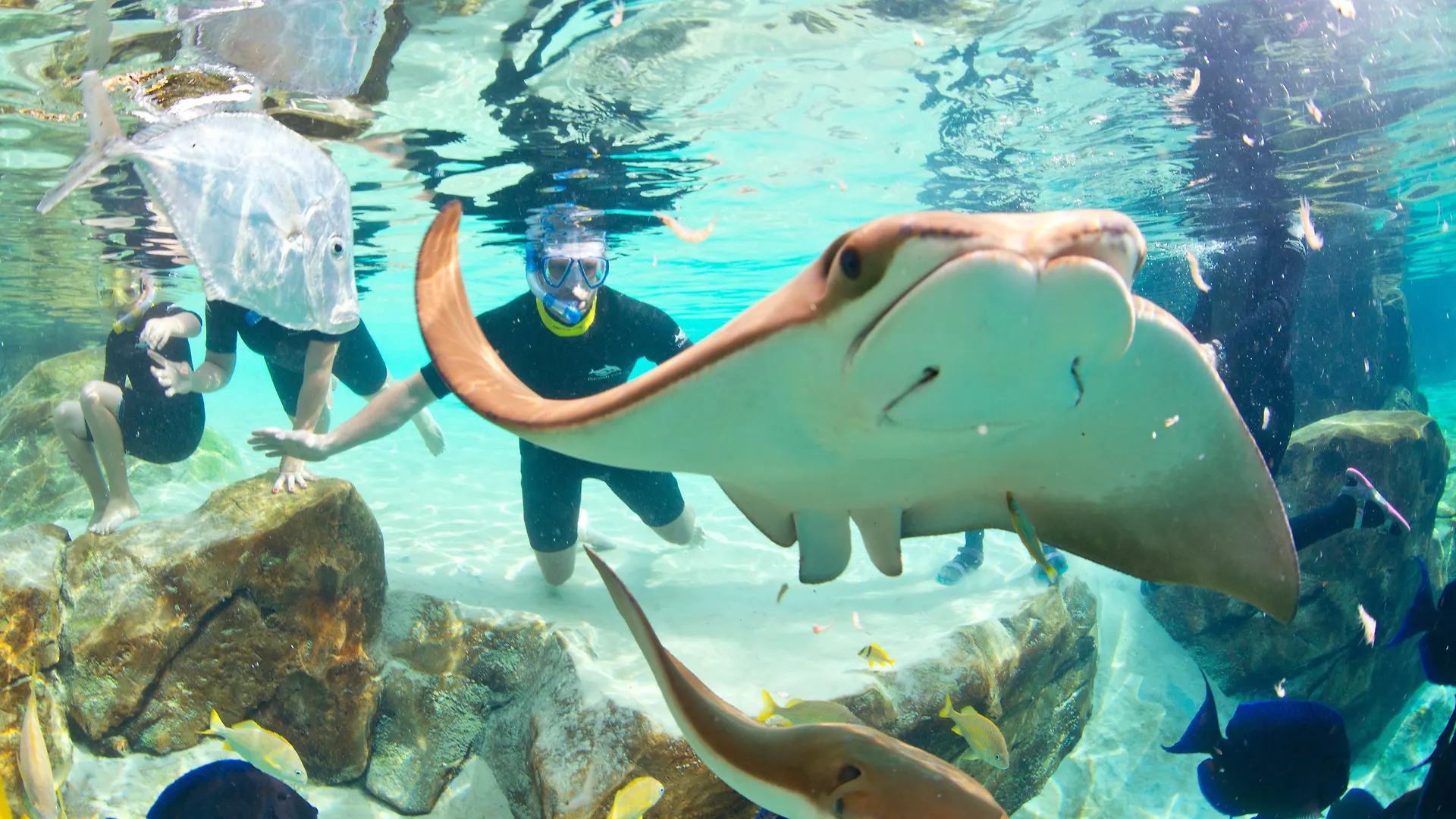 Staybridge Orlando At Seaworld By Ihg - Free Parking & Shuttle To Seaworld Parks Williamsburg
